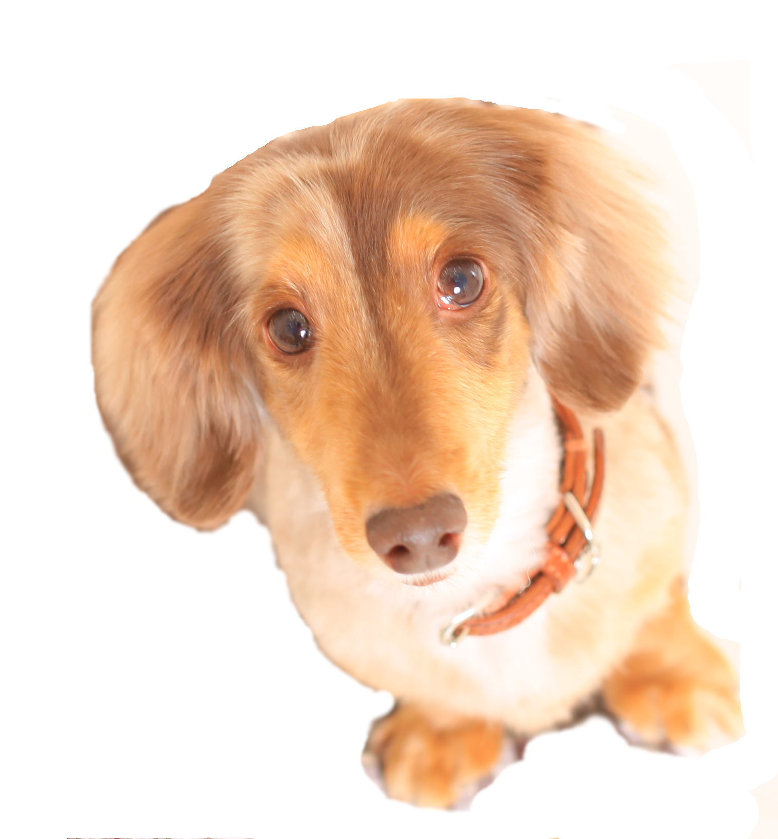 看板犬モカ